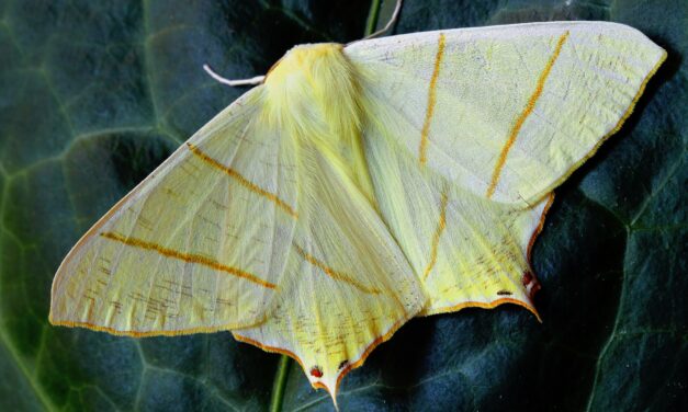 A Mariposilha Branca