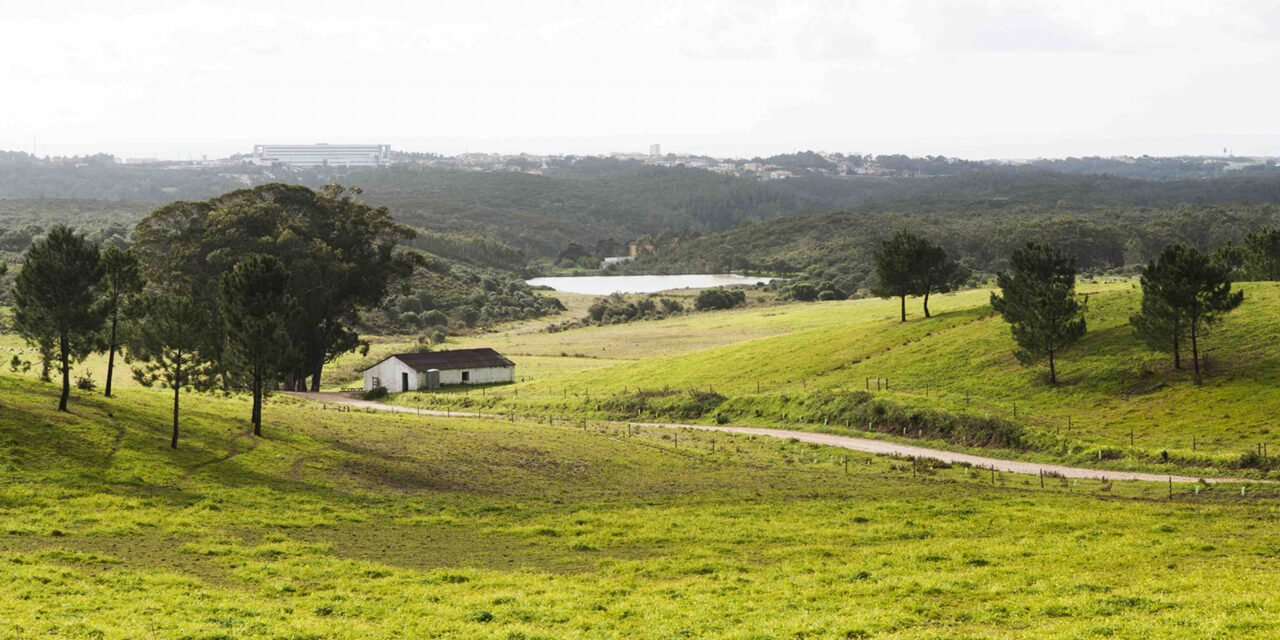 Perfume e silêncio