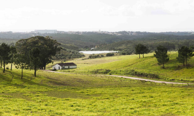 Perfume e silêncio